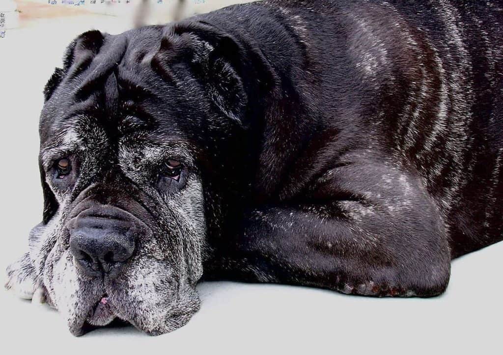 Mastiff idoso - câncer