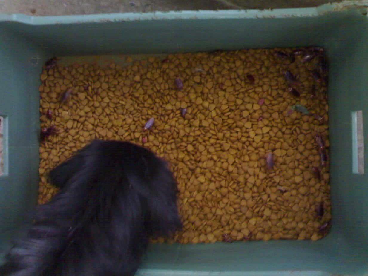 Cão olhando caixa de ração com baratas
