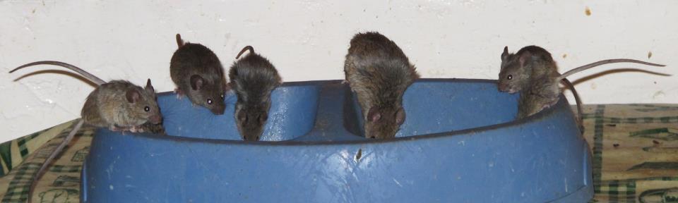 Camundongos comendo no pote de cachorro
