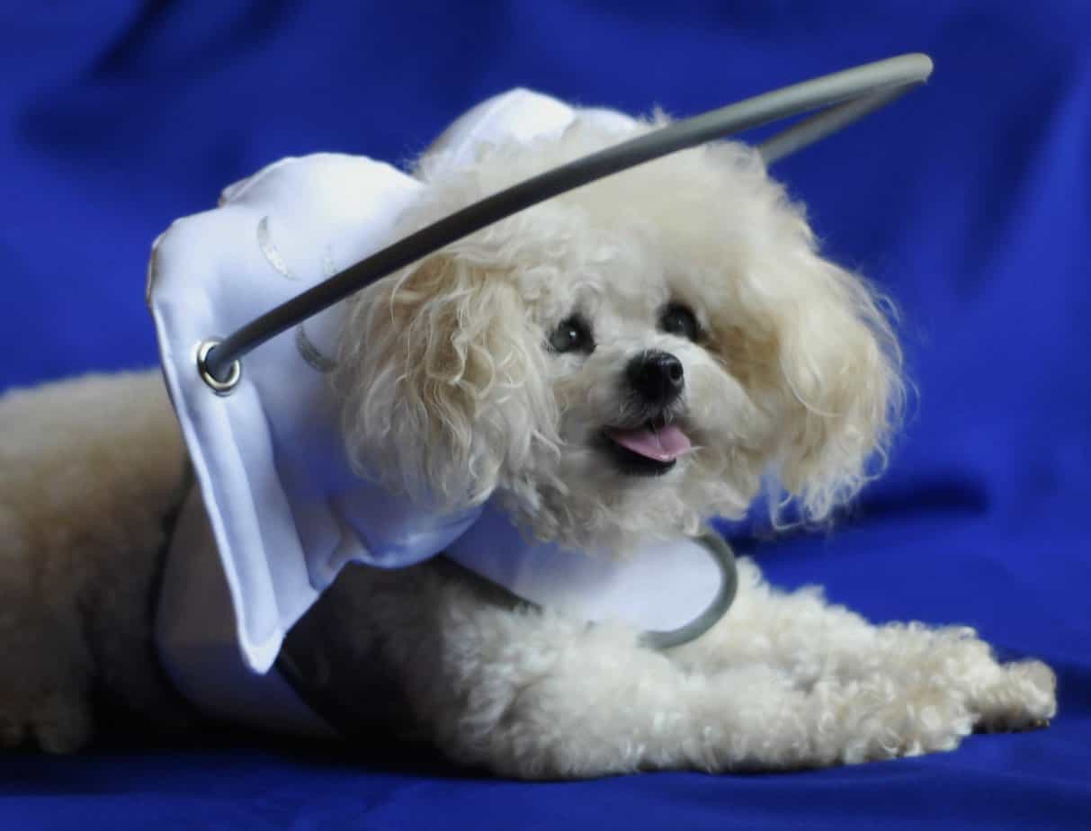 Cão usando a Muffin's Halo. Imagem: MuffinsHalo