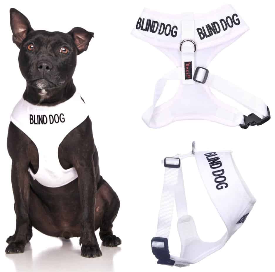 Peitoral para cães cegos, vendida nos EUA.