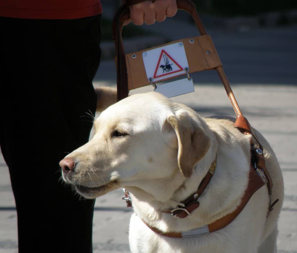 Cão guia usando arreio