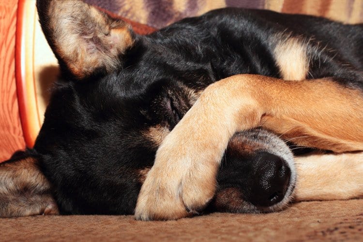 Cão com pata sobre o focinho