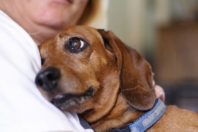 Daschund abraçando tutora