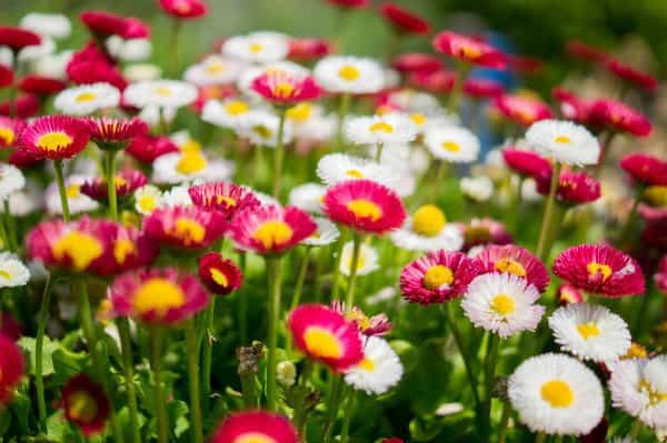 Flores