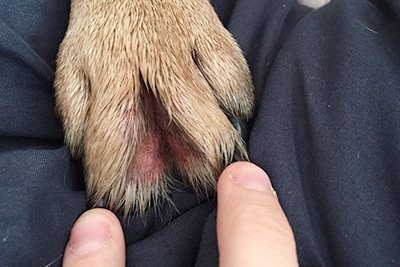 Pata de cão mostrando o espaço interdigital irritado