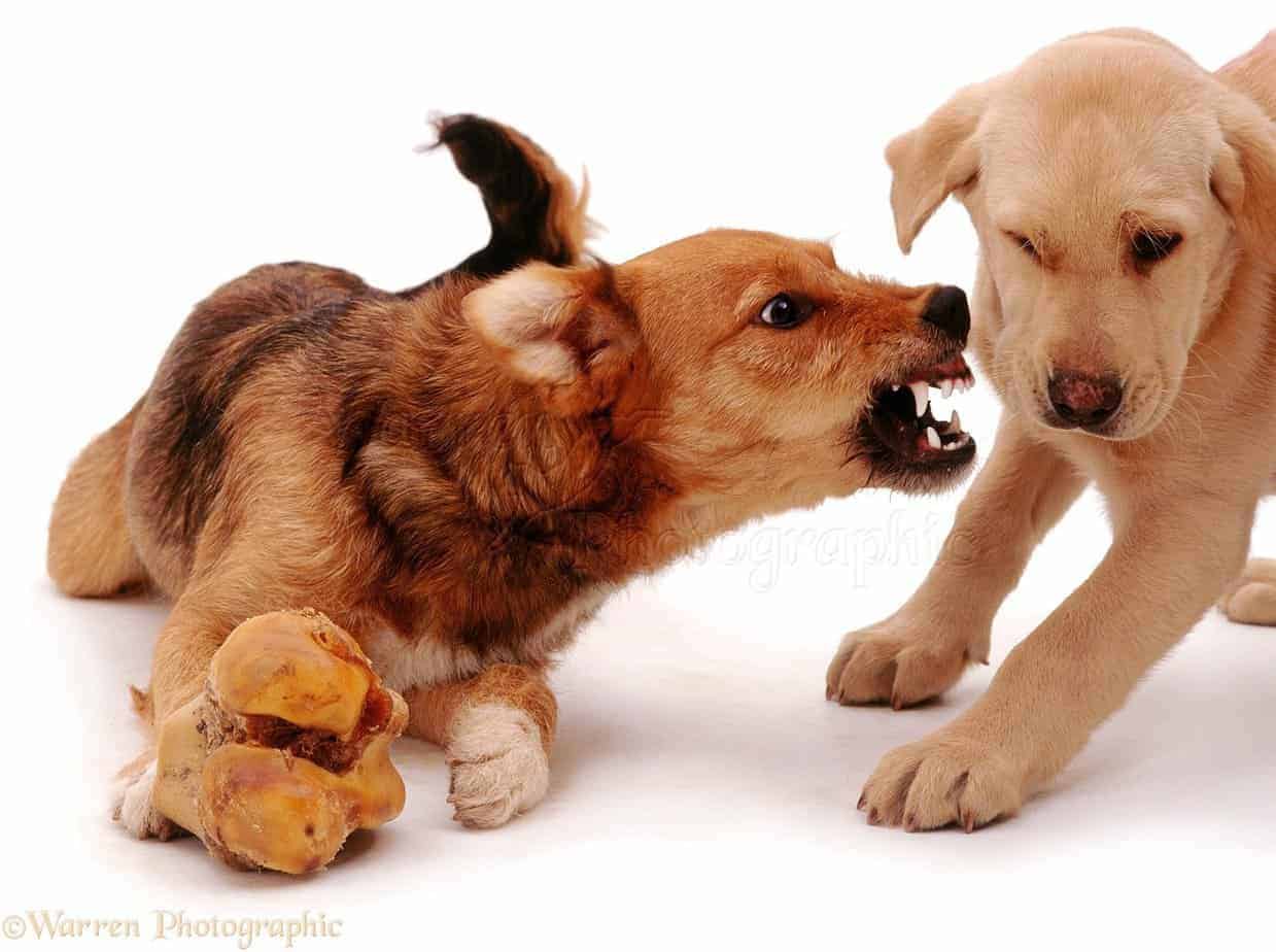 Cão protegendo osso