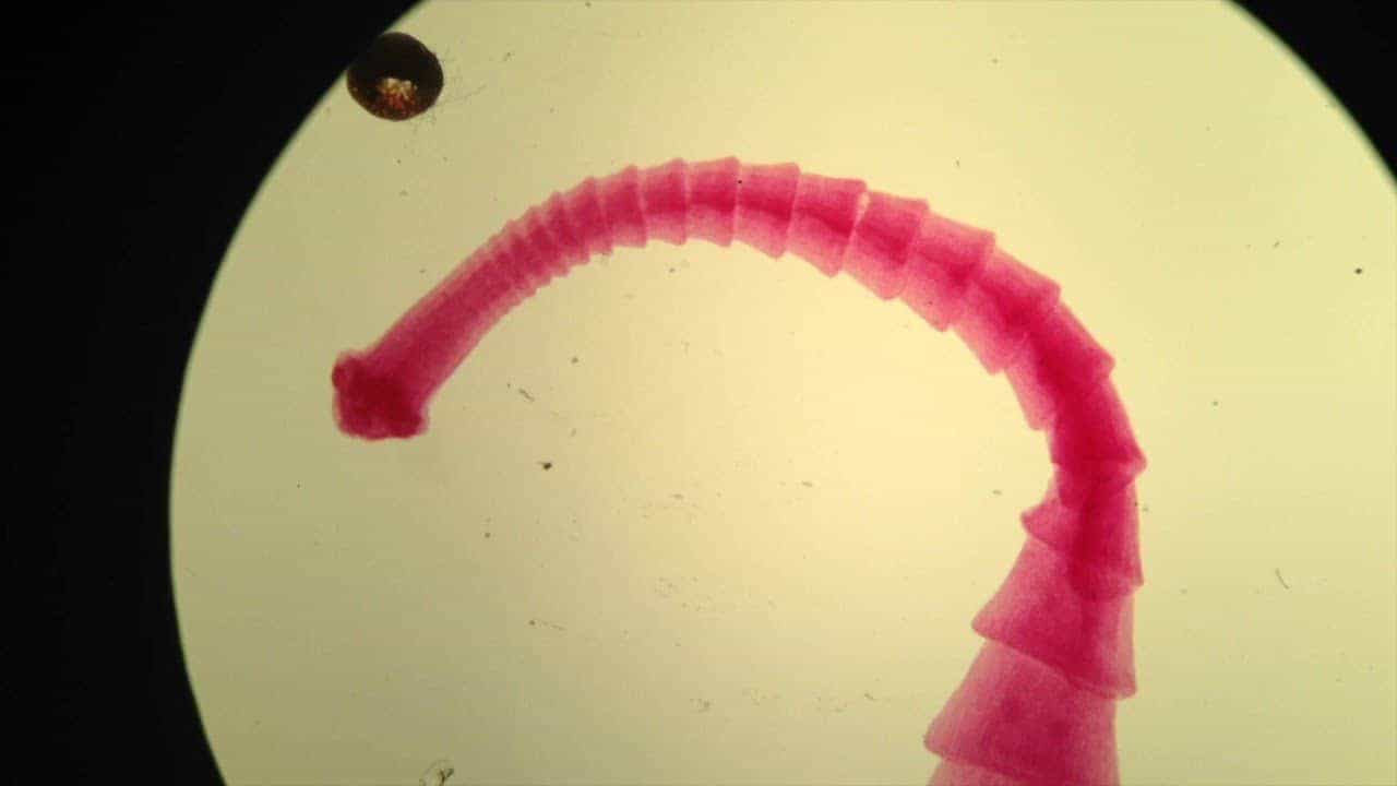 dipylidium-caninum
