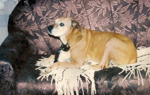sofa