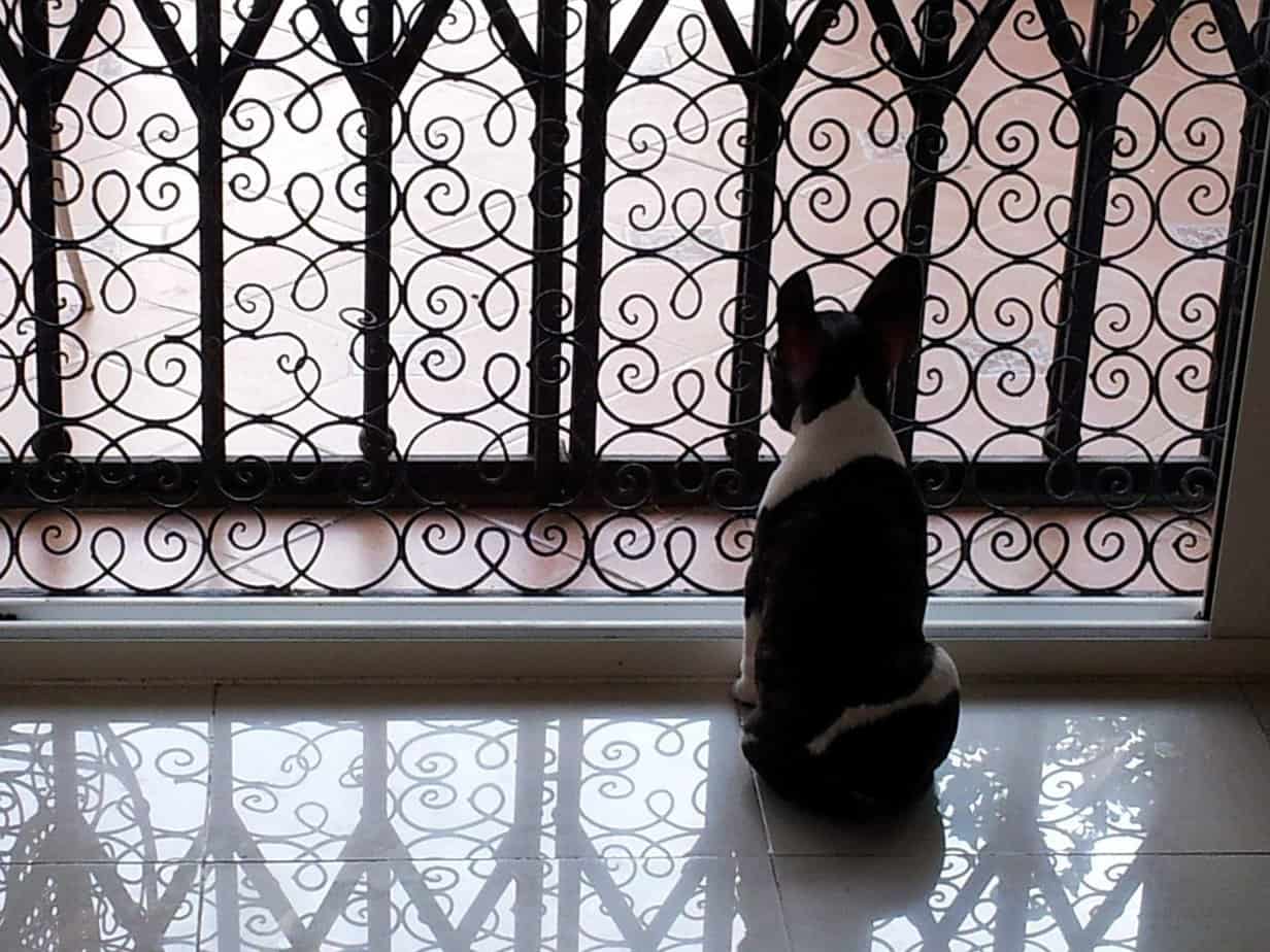 Cão esperando portão
