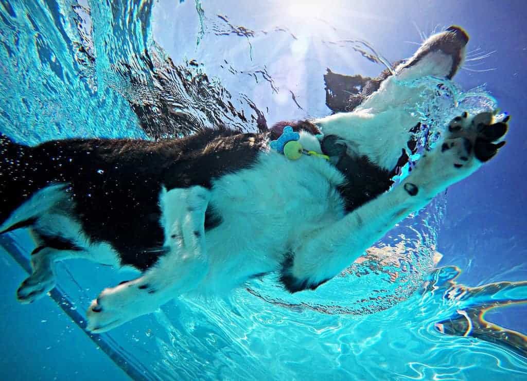 border-collie-nadando