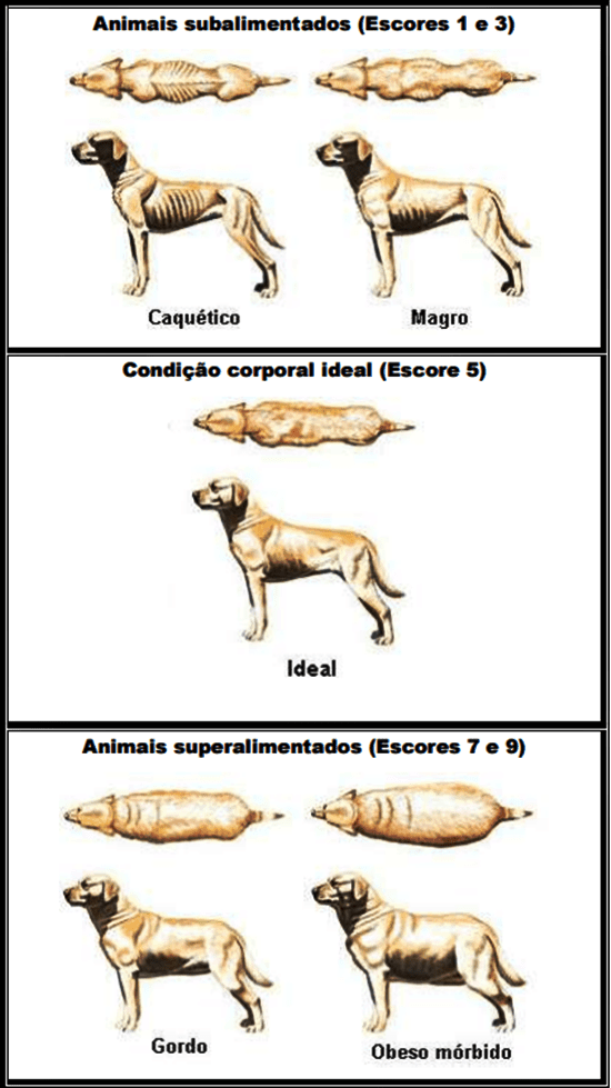 escore-de-condicao-corporal-em-caes-3