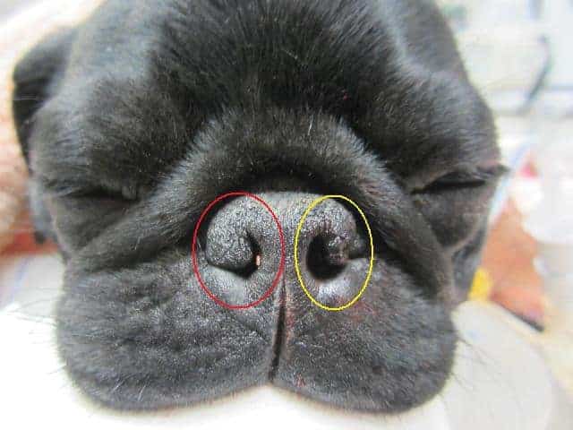 estenose-nasal-frenchie