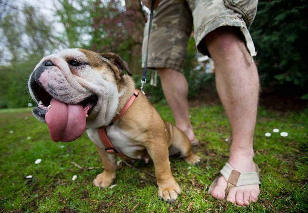 buldogue-calor