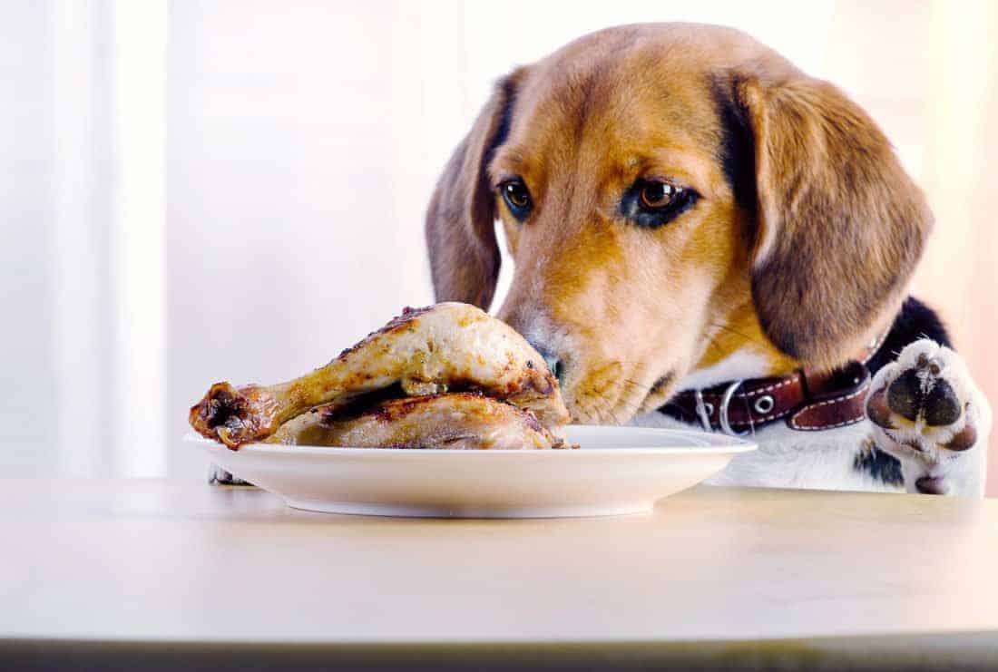 cão cheirando prato com frango