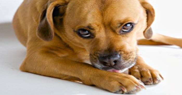 Cão lambendo a pata - alergia alimentar