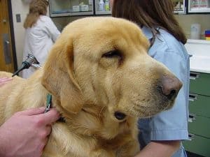 Labrador com hipotireoidismo