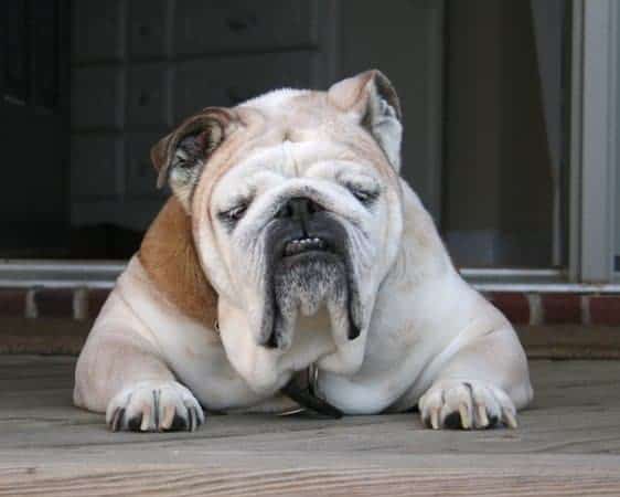 Bulldogue triste