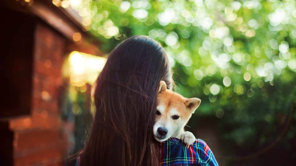 hospedagem para cães - amigos e familiares