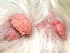 adenoma sebáceo em cão