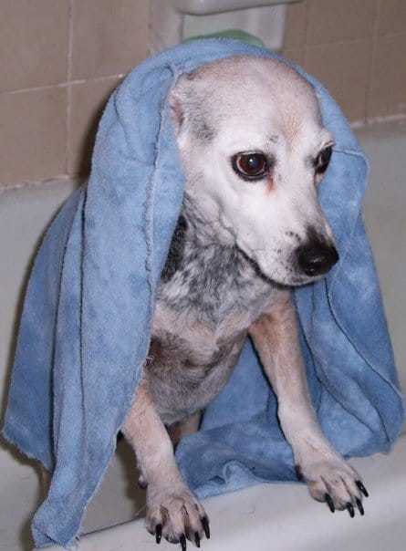 cão na banheira com toalha