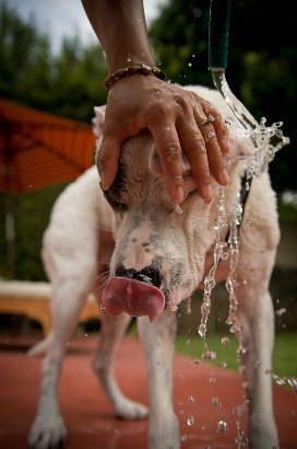 cão tomando banho de mangueira