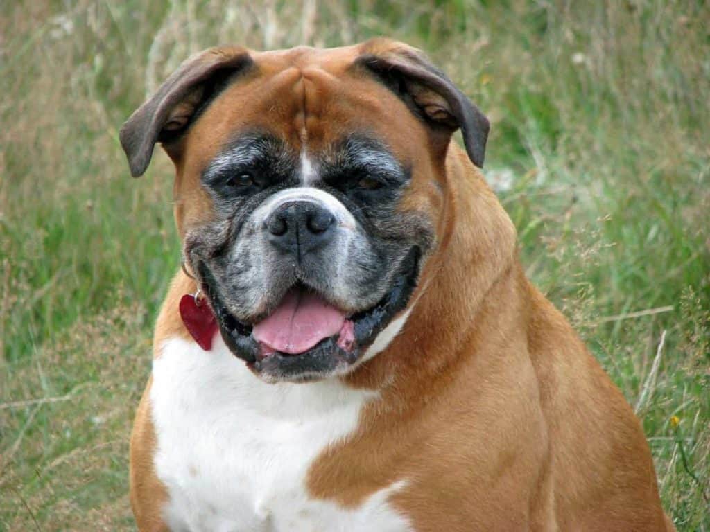 Boxer - cardiomiopatia dilatada