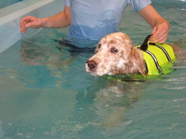 cão fazendo hidroterapia