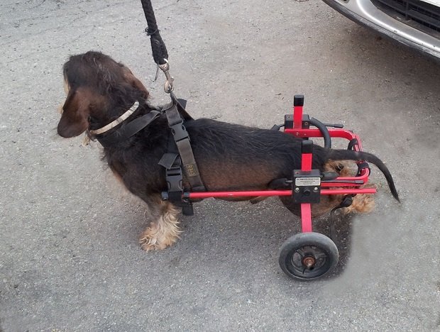 cão em cadeira de rodas - xixi