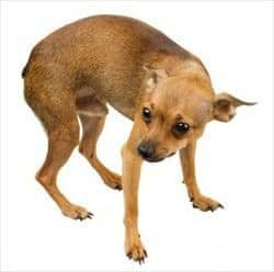 cão pequeno com dificuldade para urinar - Hiperplasia Prostática Benigna