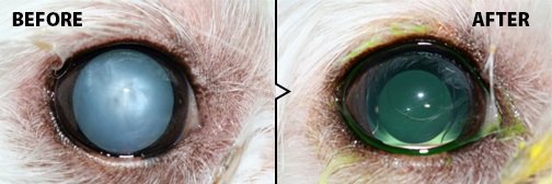 Olho de cão antes e depois da cirurgia de catarata