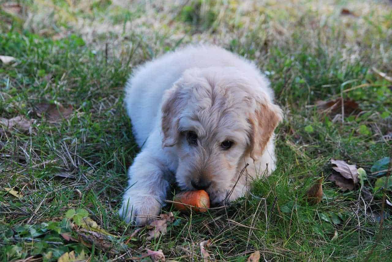 cão comendo cenoura - lixo