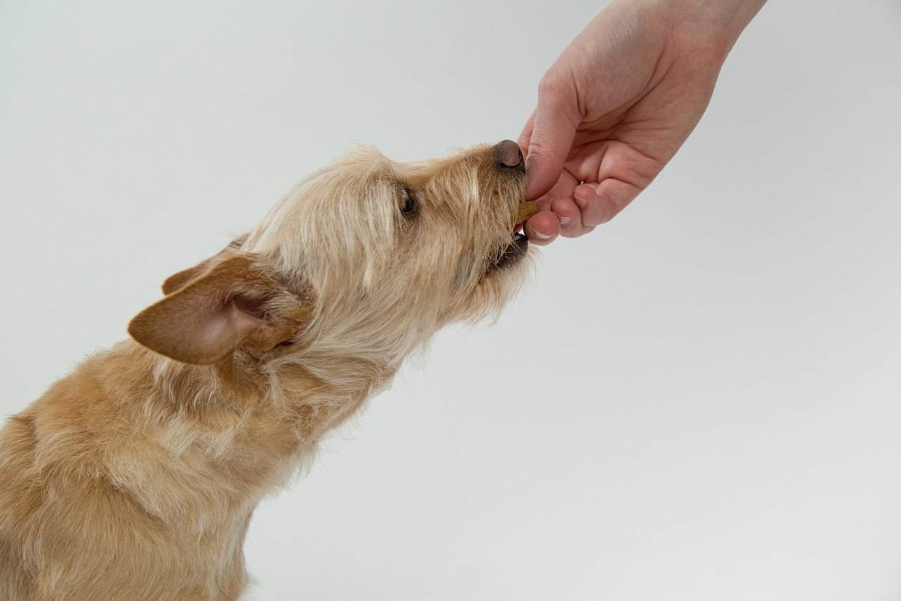 cão comendo na mão