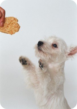 Westie pedindo comida - dieta cães idosos