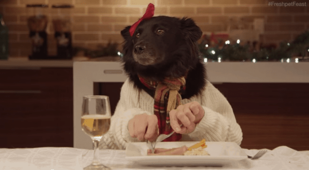 Cão comendo com mãos humanas
