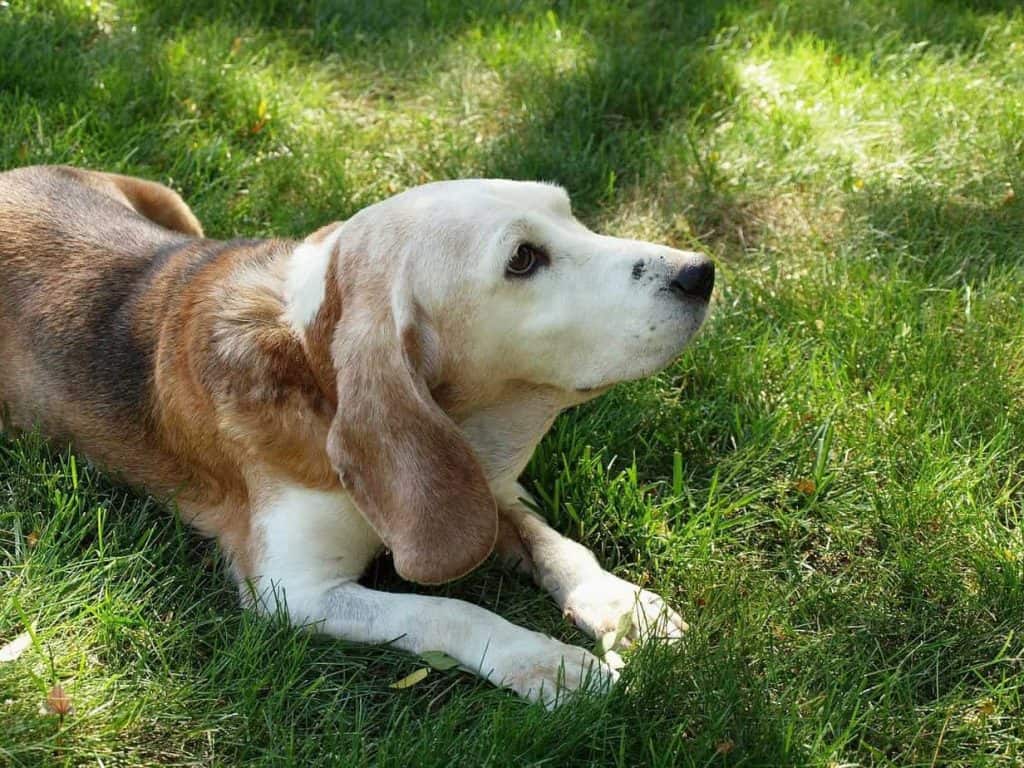 beagle idoso - hepatopata