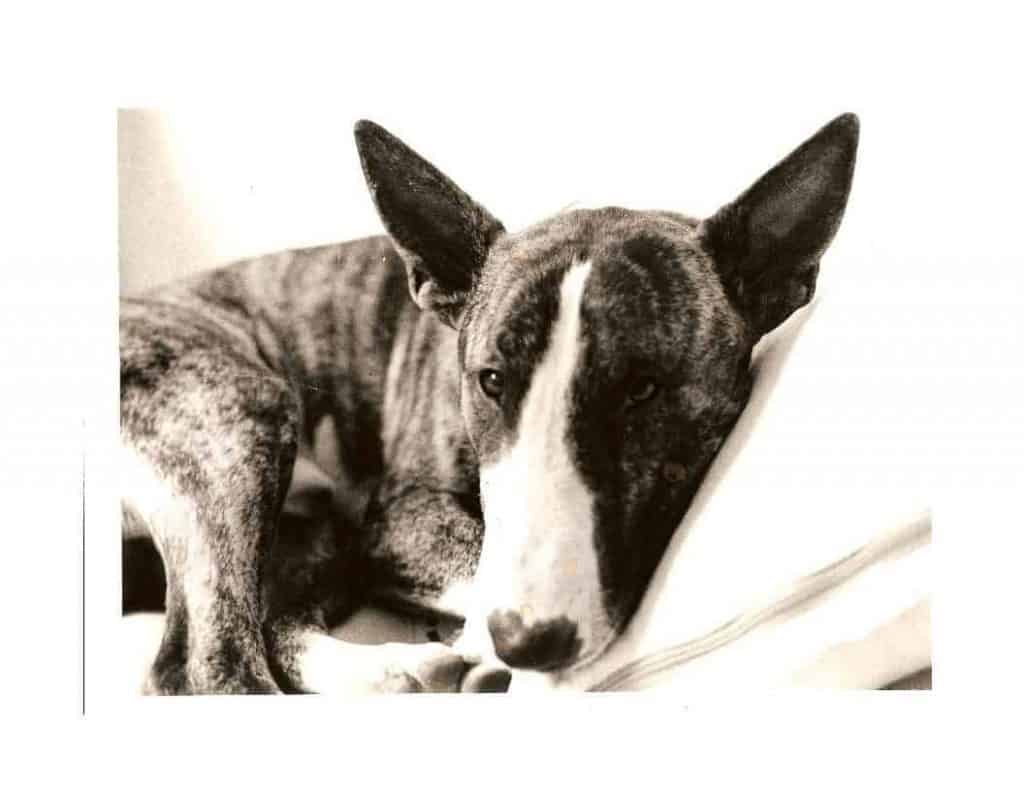 bull terrier deitado
