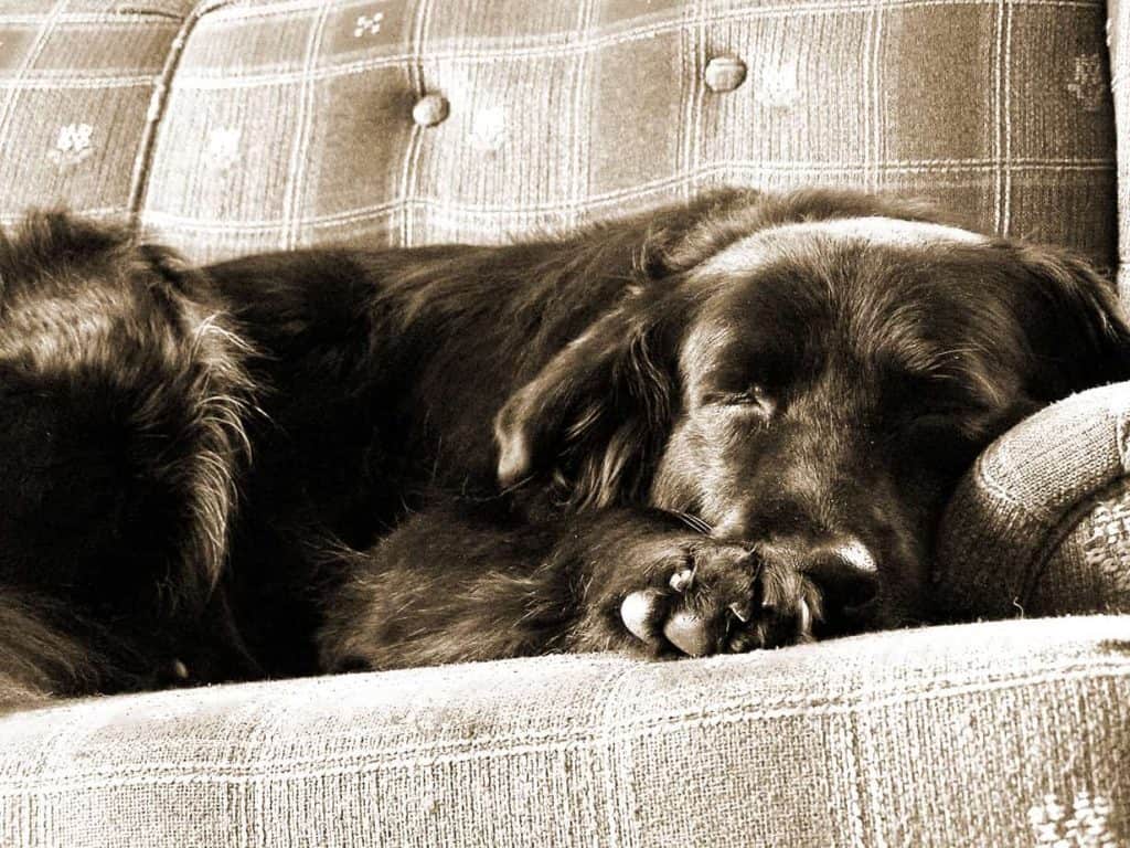 cão dormindo no sofá - dorme