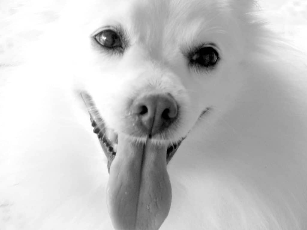 Lulu da Pomerânia branco - anorexia