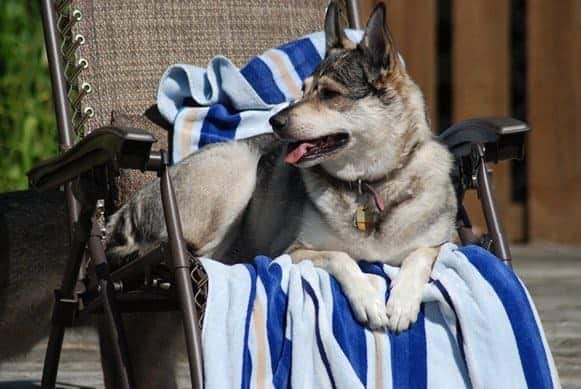Cão na cadeira com toalha