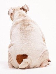Cão de costas - obesidade