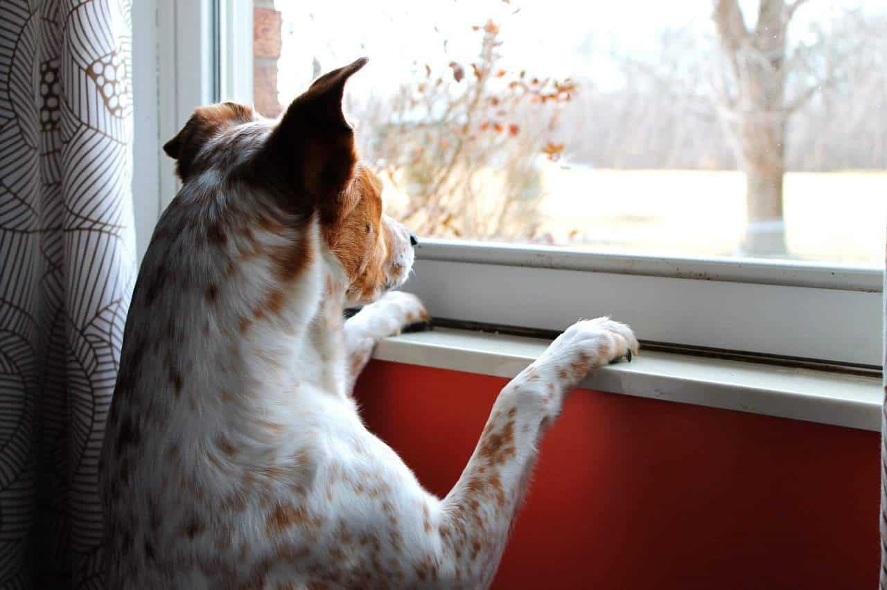 cão olhando pela janela - ansiedade de separação