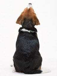 cão obeso - hipotireoidismo