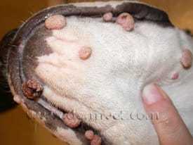Boca de cão com papiloma (verrugas)