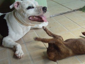 Cão adulto e filhote interagindo
