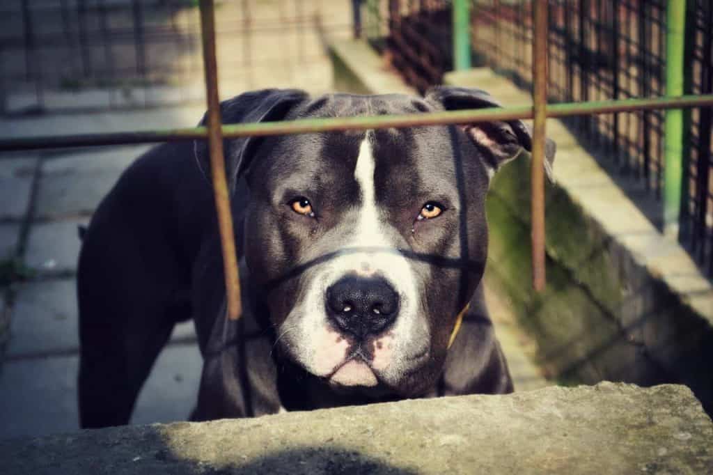 Pit bull preso