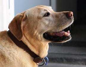 Labrador velhinho