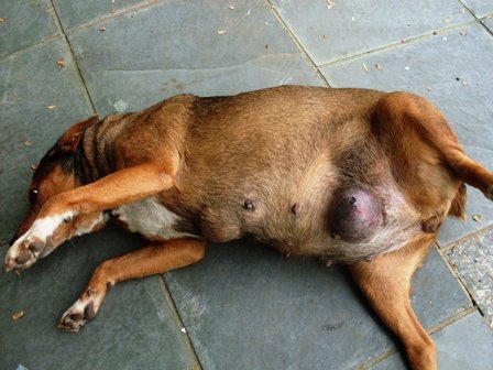 Cadela com tumores de mama
