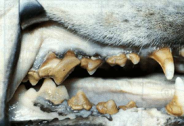 Cão com doença periodontal