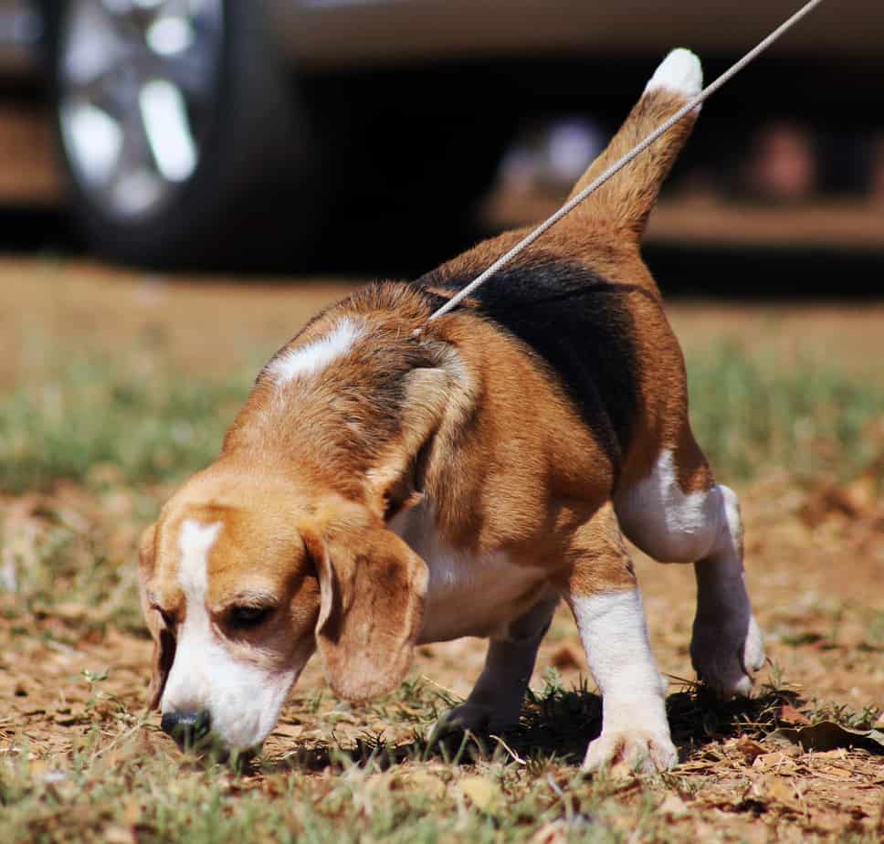 beagle passeando na terra